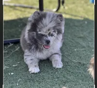 Ace , a male Pomeranian for sale in Virden, NM – 4 of 9