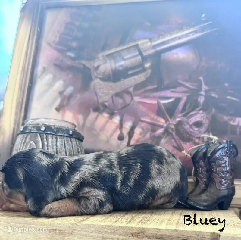 Bingo  – Miniature Dachshund puppy for sale in Las Cruces, NM