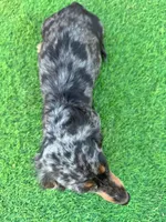 Posie , a female Dachshund for sale in Duncan, AZ – 2 of 3