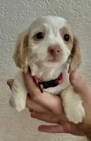 Lucy , a female Miniature Dachshund for sale in Virden, NM – 2 of 2