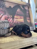 Muffin, a female Miniature Dachshund for sale in Duncan, AZ – 3 of 3