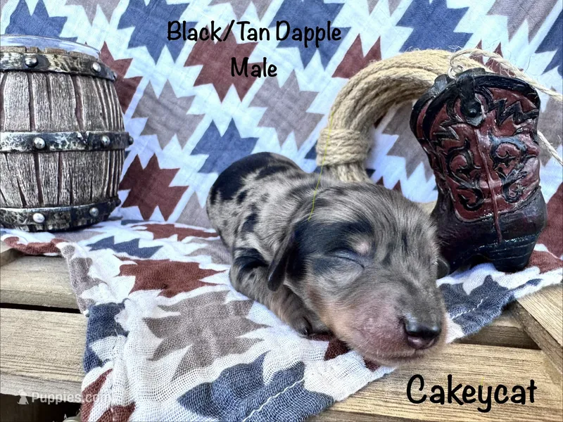 Cakeycat – Dachshund, Miniature Dachshund puppy for sale in Las Cruces, NM