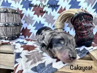 Cakeycat, a male Dachshund and Miniature Dachshund for sale in Las Cruces, NM – 1 of 1