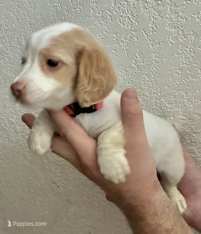 Lucy  – Miniature Dachshund puppy for sale in Virden, NM