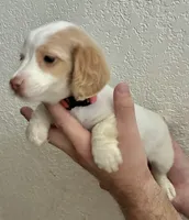 Lucy , a female Miniature Dachshund for sale in Virden, NM – 1 of 2