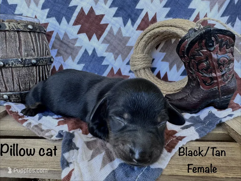 Pillowcat  – Dachshund, Miniature Dachshund puppy for sale in Duncan, AZ