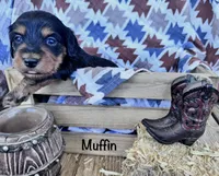 Muffin, a female Dachshund and Miniature Dachshund for sale in Virden, NM – 1 of 1