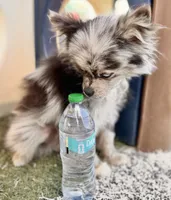 Ace , a male Pomeranian for sale in Virden, NM – 9 of 9