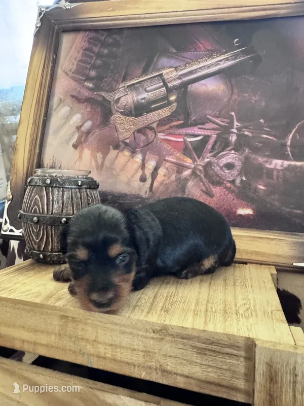 Muffin – Miniature Dachshund puppy for sale in Las Cruces, NM