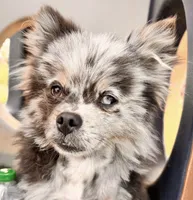 Ace , a male Pomeranian for sale in Virden, NM – 8 of 9