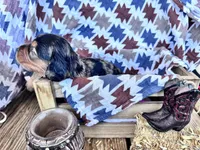 Bingo , a male Dachshund and Miniature Dachshund for sale in Virden, NM – 3 of 3