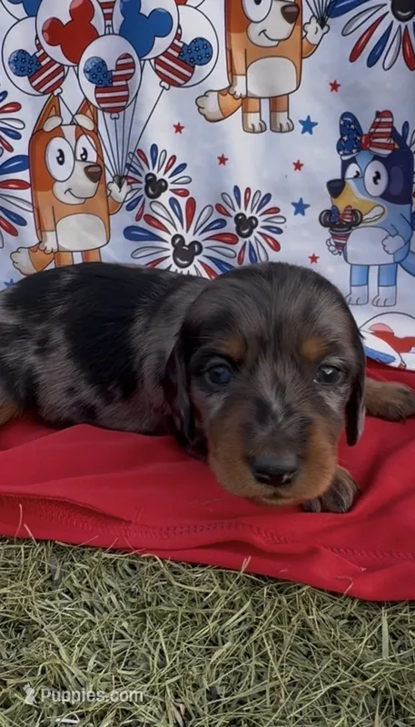 Cakeycat – Dachshund, Miniature Dachshund puppy for sale in Safford, AZ