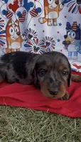 Cakeycat, a male Dachshund and Miniature Dachshund for sale in Safford, AZ – 1 of 1