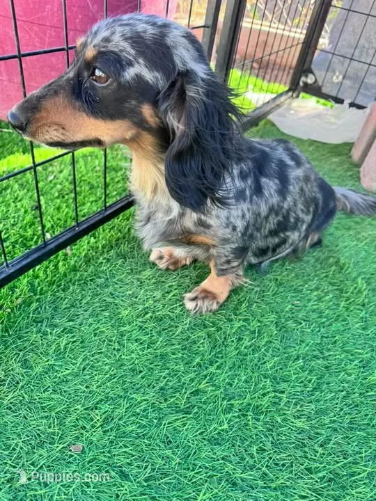 Posie  – Dachshund puppy for sale in Las Cruces, NM