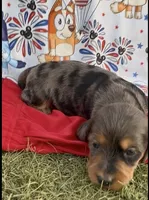 Chumsley, a male Dachshund and Miniature Dachshund for sale in Safford, AZ – 1 of 1