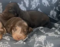 Bruno, a male Miniature Dachshund for sale in Duncan, AZ – 5 of 5
