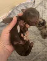 Bruno, a male Miniature Dachshund for sale in Las Cruces, NM – Photo 2 of 2