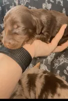 Bruno, a male Miniature Dachshund for sale in Duncan, AZ – 3 of 5