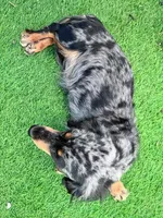 Posie , a female Dachshund for sale in Duncan, AZ – 3 of 3