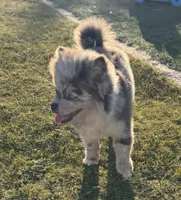 Ace , a male Pomeranian for sale in Virden, NM – 2 of 9