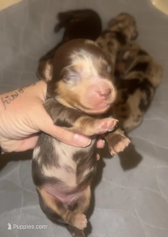 Lucy , a female Miniature Dachshund for sale in Las Cruces, NM – Photo 1 of 3