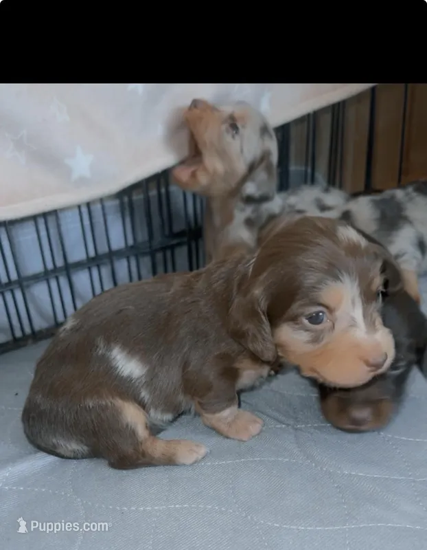 Lucy  – Miniature Dachshund puppy for sale in Las Cruces, NM