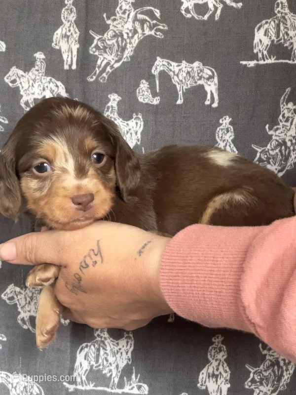 Lucy  – Dachshund, Miniature Dachshund puppy for sale in Las Cruces, NM