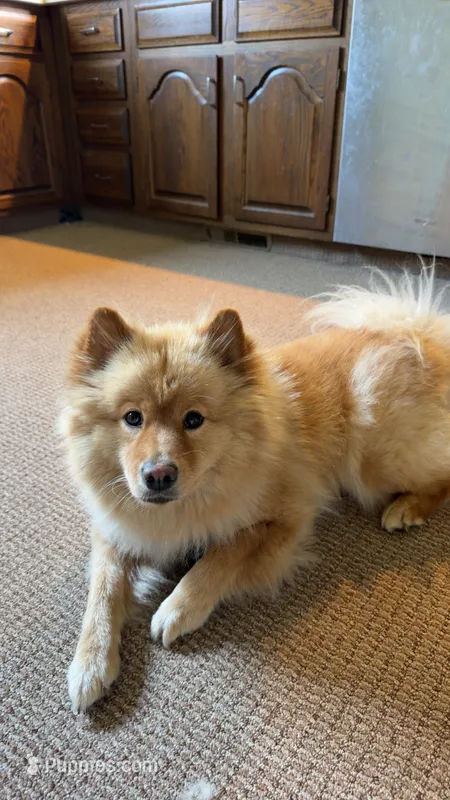oakley – Chow Chow, Pomeranian puppy for sale in Clifton Hill, MO