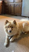 oakley, a female Chow Chow and Pomeranian for sale in Clifton Hill, MO – 1 of 5