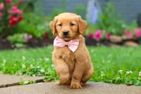 Banana, a female Golden Retriever for sale in Fresno, OH – 3 of 7