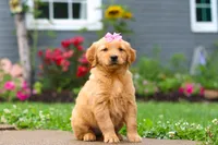 Barba, a female Golden Retriever for sale in Fresno, OH – 4 of 8