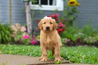 Bambo, a female Golden Retriever for sale in Fresno, OH – 6 of 8