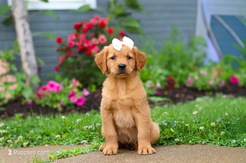 Beauty – Golden Retriever puppy for sale in Fresno, OH