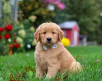 Muffler, a male Golden Retriever for sale in Fresno, OH – Photo 2 of 6