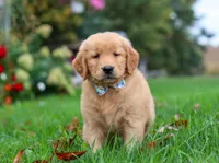 Muffler, a male Golden Retriever for sale in Fresno, OH – Photo 6 of 6