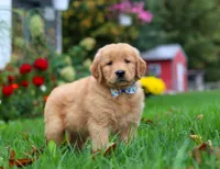 Muffler, a male Golden Retriever for sale in Fresno, OH – Photo 4 of 6