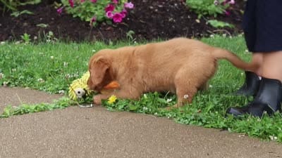 Beauty, a female Golden Retriever for sale in Fresno, OH – 10 of 10