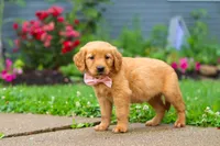 Banana, a female Golden Retriever for sale in Fresno, OH – 2 of 7