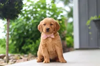 Bailey, a female Golden Retriever for sale in Fresno, OH – 8 of 9