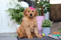 processed/6d1ddb37-0370-410b-9eb1-f5d88a19e89f/listing/1a69faac-ff53-4643-848d-20e6a34af644/47b40d92-60f8-4e9b-88b3-02f2a276defc