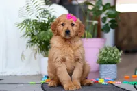 processed/6d1ddb37-0370-410b-9eb1-f5d88a19e89f/listing/1a69faac-ff53-4643-848d-20e6a34af644/641a38f5-3219-4d3d-965b-7043baf4b8ee