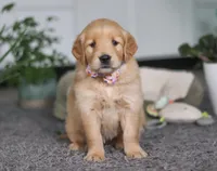 Atty Jo, a female Golden Retriever for sale in Fresno, OH – Photo 1 of 6