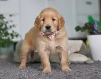 Atty Jo, a female Golden Retriever for sale in Fresno, OH – Photo 4 of 6