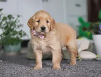 Atty Jo, a female Golden Retriever for sale in Fresno, OH – Photo 5 of 6