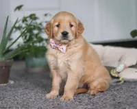 Atty Jo, a female Golden Retriever for sale in Fresno, OH – Photo 2 of 6