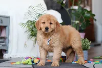 Smoker, a male Golden Retriever for sale in Fresno, OH – Photo 4 of 5