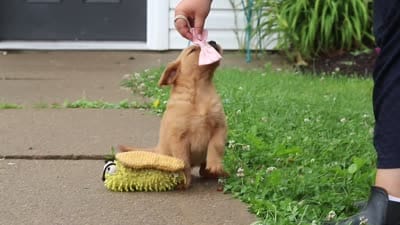 Banana, a female Golden Retriever for sale in Fresno, OH – 7 of 7
