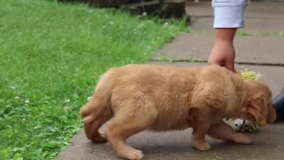 Bambo, a female Golden Retriever for sale in Fresno, OH – 8 of 8