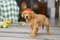 Cozy, a female Golden Retriever for sale in Fresno, OH – Photo 3 of 4