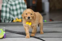 Ramco, a male Golden Retriever for sale in Fresno, OH – Photo 6 of 6